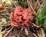 Gyromitra caroliniana image