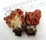 Gyromitra caroliniana image