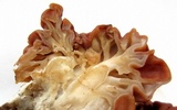 Gyromitra caroliniana image