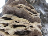 Bjerkandera adusta image