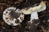 Leucoagaricus amanitoides image