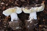 Leucoagaricus amanitoides image