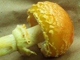 Amanita persicina image