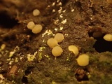 Image of Coprotus vicinus