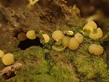 Coprotus vicinus image