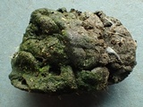 Coprotus vicinus image