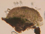 Coprotus vicinus image