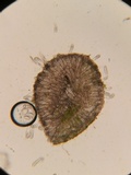 Coprotus vicinus image