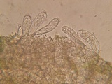 Coprotus vicinus image