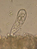 Coprotus vicinus image