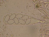 Coprotus vicinus image
