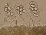 Coprotus vicinus image