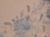 Coprotus vicinus image