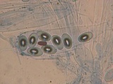 Coprotus vicinus image