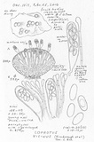 Coprotus vicinus image