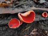 Sarcoscypha austriaca image