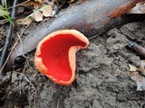 Sarcoscypha austriaca image