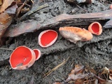 Sarcoscypha austriaca image
