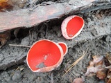 Sarcoscypha austriaca image