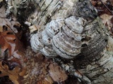 Fomes excavatus image