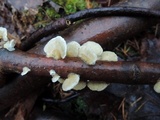 Trametes pubescens image