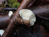 Trametes pubescens image