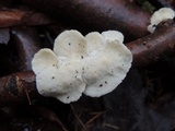 Trametes pubescens image
