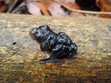 Exidia nigricans image