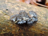 Exidia nigricans image