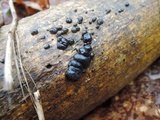 Exidia nigricans image
