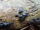 Exidia nigricans image