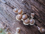 Mycena aprilis image