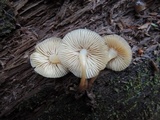 Mycena aprilis image