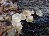 Mycena aprilis image