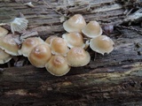 Mycena aprilis image