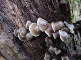 Mycena aprilis image