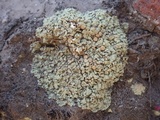 Squamarina cartilaginea var. cartilaginea image
