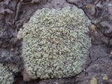 Squamarina cartilaginea var. cartilaginea image