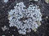 Squamarina lentigera image