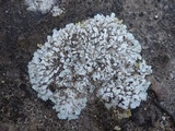 Squamarina lentigera image