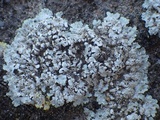 Squamarina lentigera image