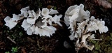 Hydnopolyporus fimbriatus image