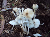 Leucocoprinus cepistipes image