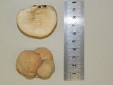 Mycocitrus aurantium image