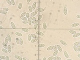 Mycocitrus aurantium image