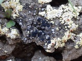 Toninia aromatica image