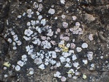 Psora decipiens image