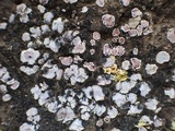 Psora decipiens image
