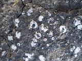 Psora decipiens image