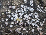 Psora decipiens image